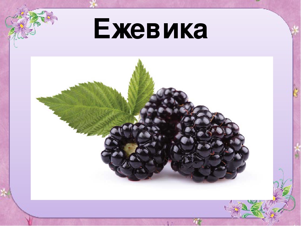 Презентация для старшей группы "Ягоды"