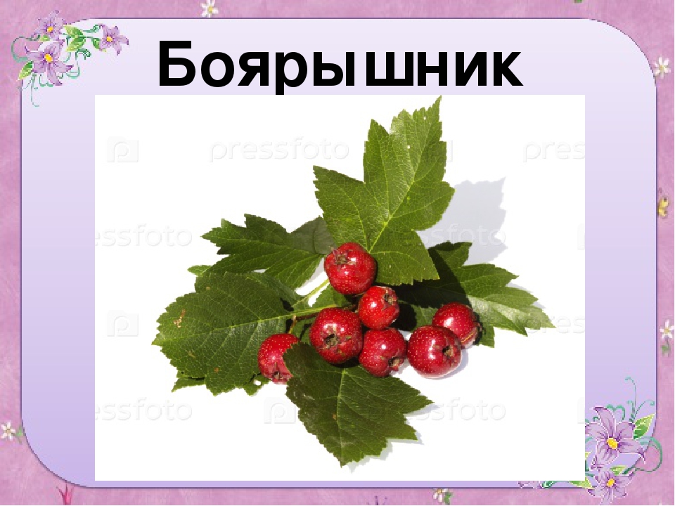 Презентация для старшей группы "Ягоды"