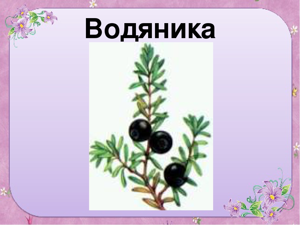 Презентация для старшей группы "Ягоды"