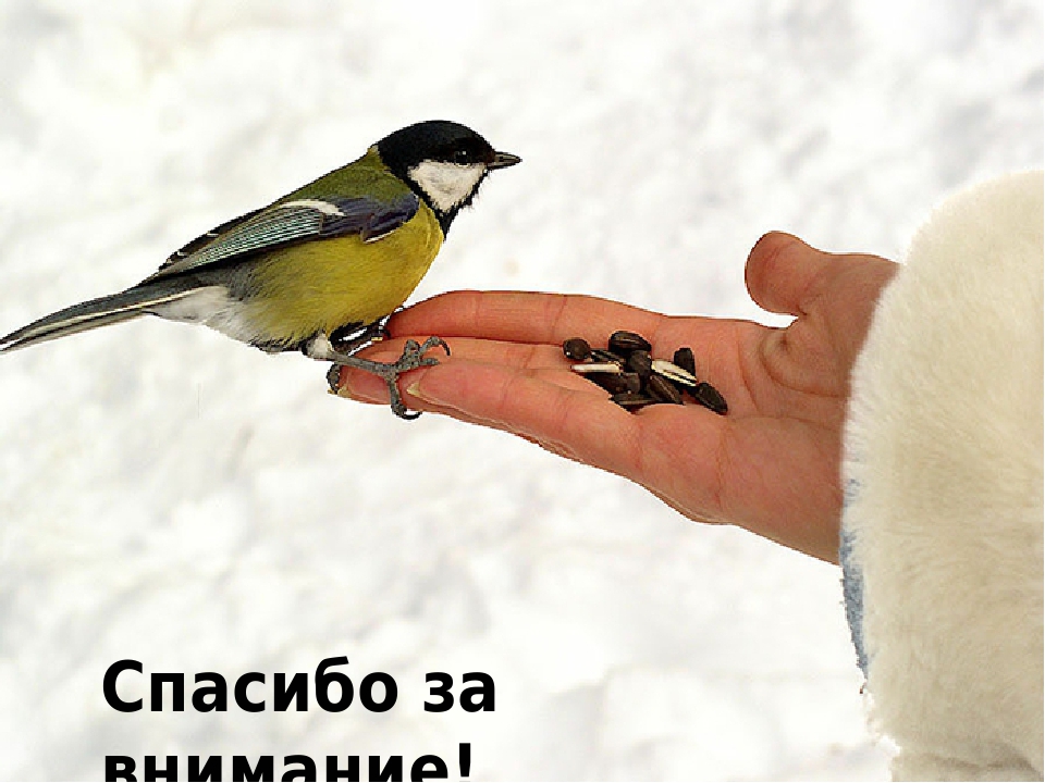Презентация на тему "Экологическое воспитание дошкольников в зимний период"