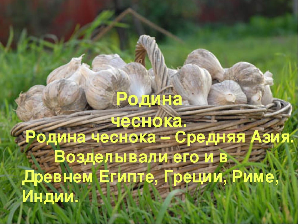 Презентация "Чеснок - наш добрый друг и доктор!"