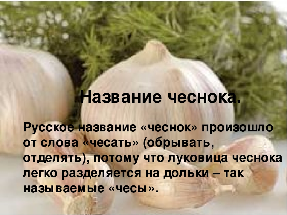 Презентация "Чеснок - наш добрый друг и доктор!"