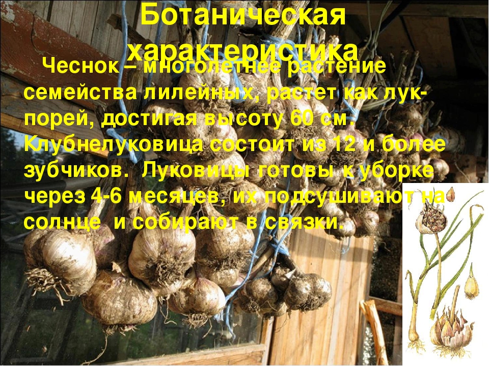 Презентация "Чеснок - наш добрый друг и доктор!"