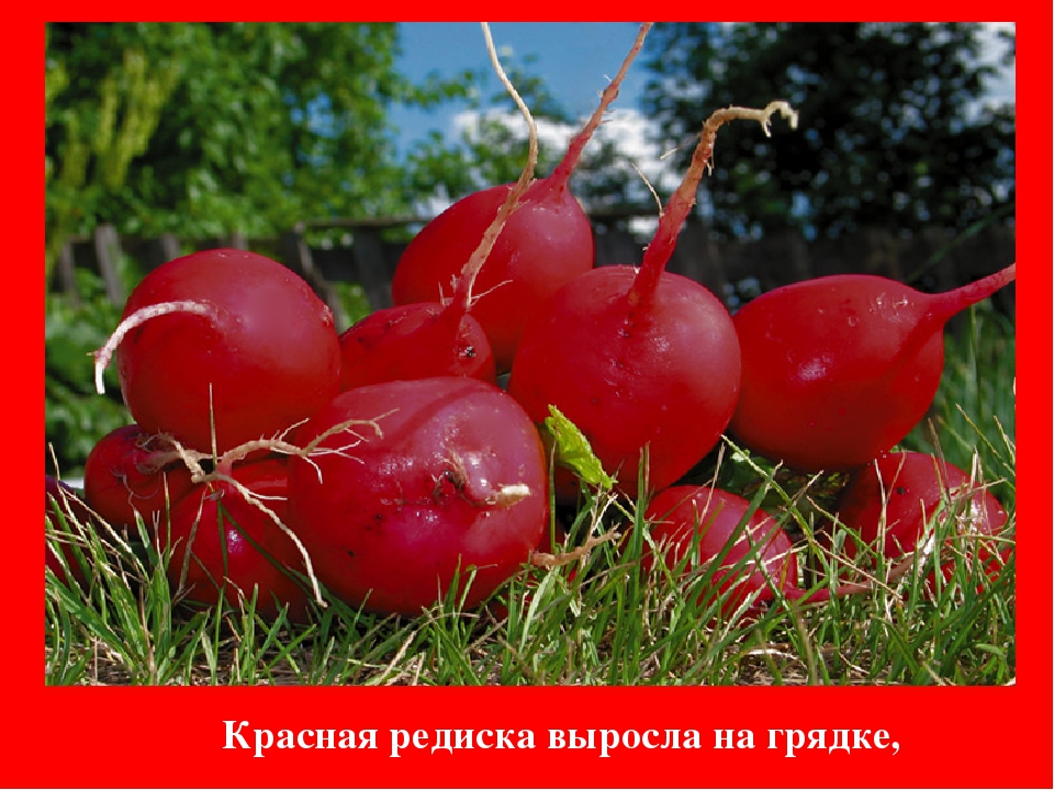 Презентация Цветная Радуга правил""