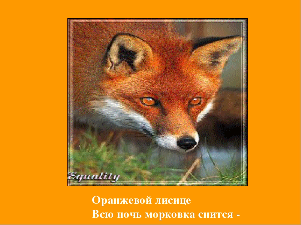 Презентация Цветная Радуга правил""