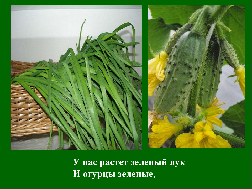 Презентация Цветная Радуга правил""