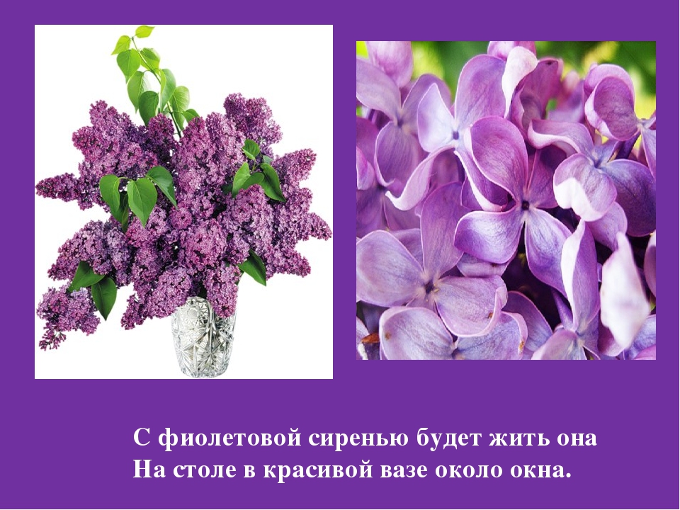 Презентация Цветная Радуга правил""