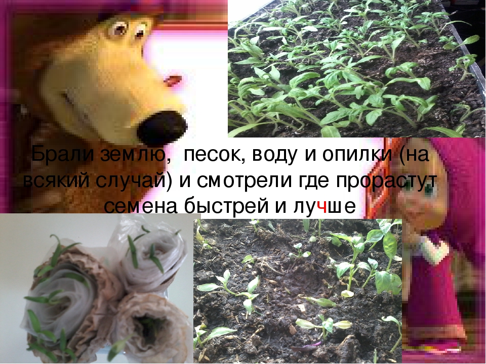 Презентация огород на подоконнике