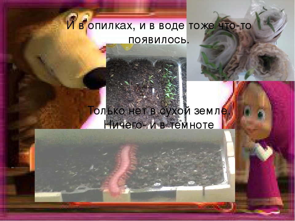 Презентация огород на подоконнике