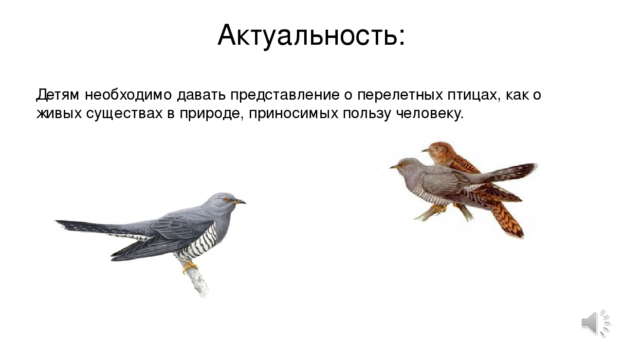 Презентация "Перелетные птицы" Подготовительная группа.