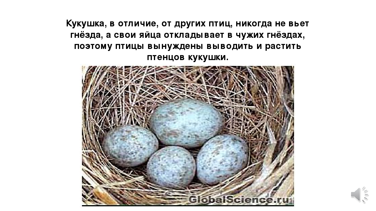 Почему птицы откладывают яйца