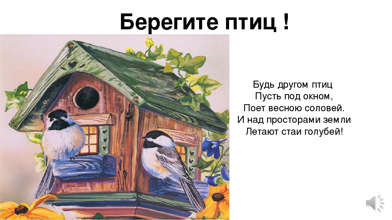 Загадка о скворце 2. Берегите птиц для детей. Стихотворение про домик для птиц. Стих про скворечник для детей. Лозунги берегите птиц.