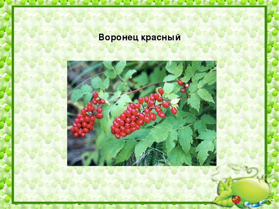 Презентация по познавательному развитию на тему "Съедобные и несъедобные ягоды"