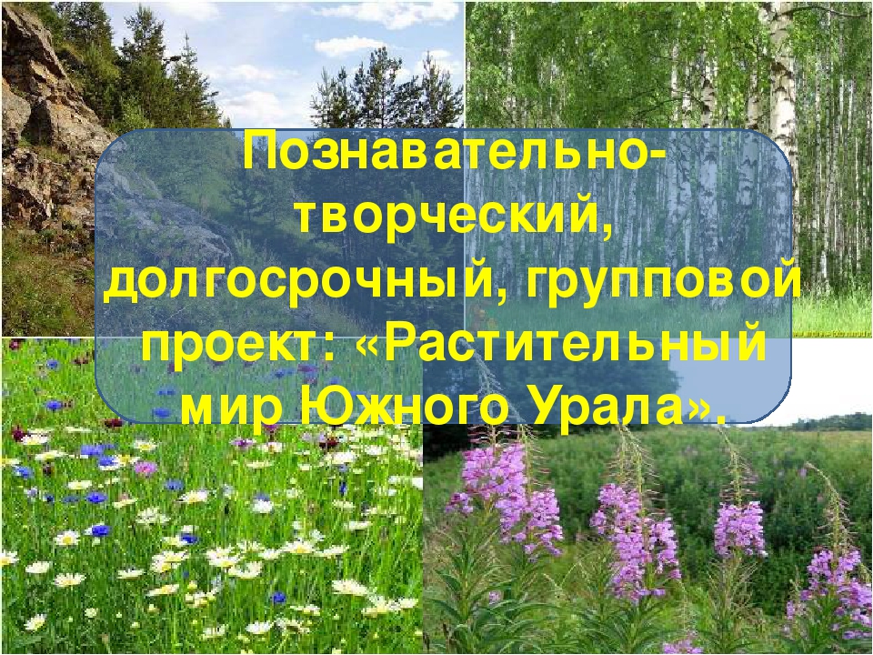 Презентация "Растительный мир Южного Урала"