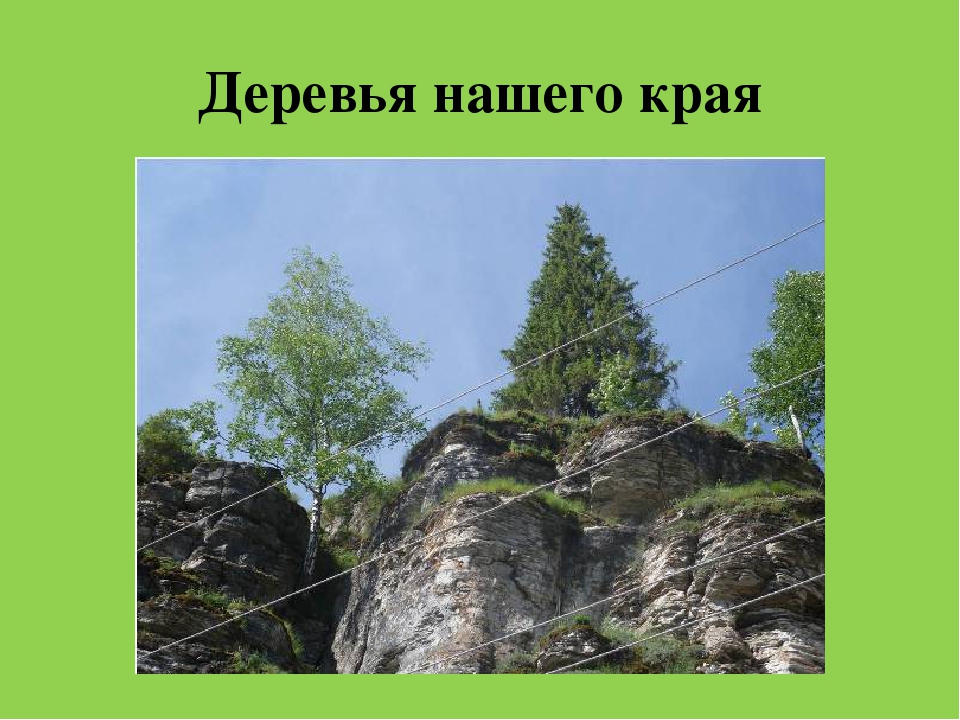 Презентация "Растительный мир Южного Урала"