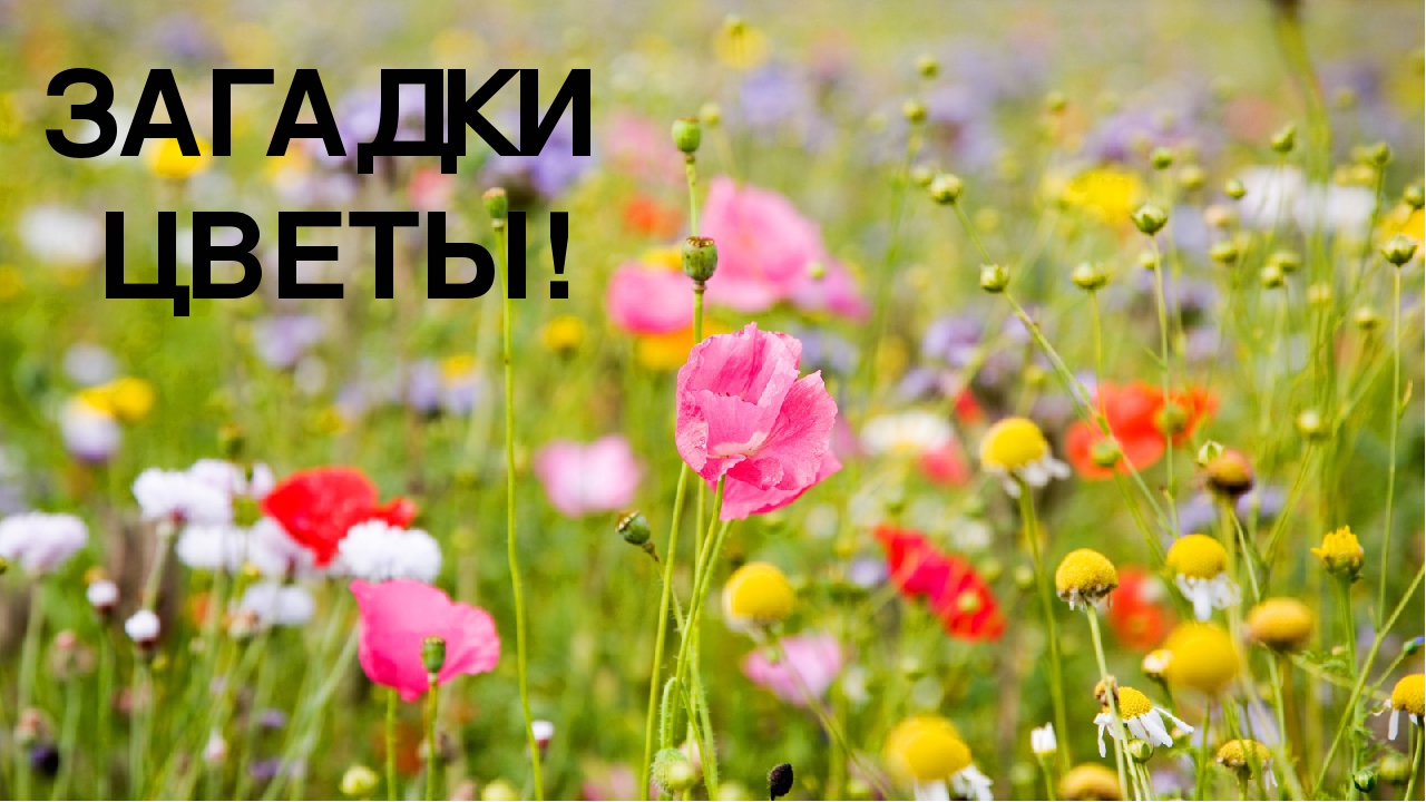 Презентация " Загадки о цветах"