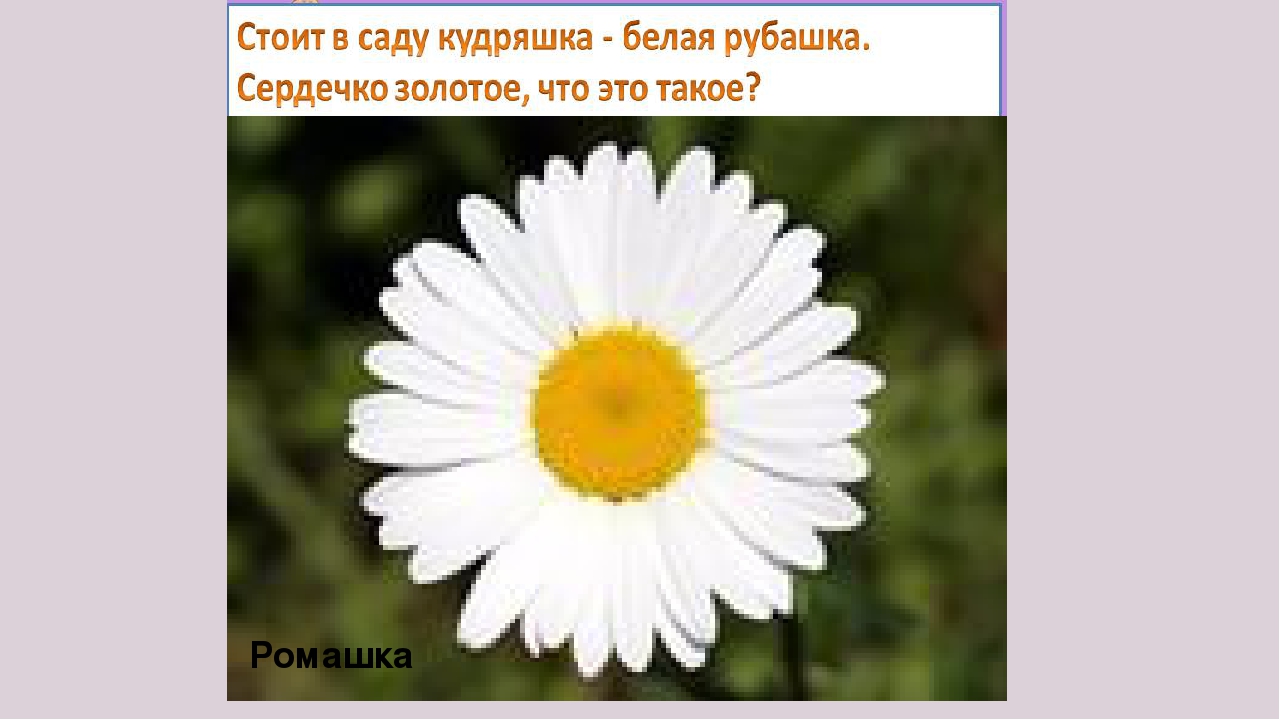 Презентация " Загадки о цветах"
