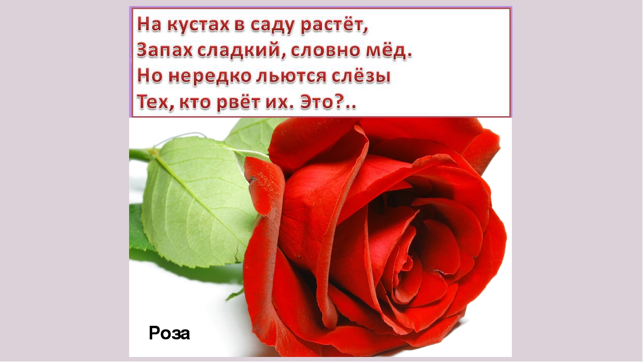 Презентация " Загадки о цветах"