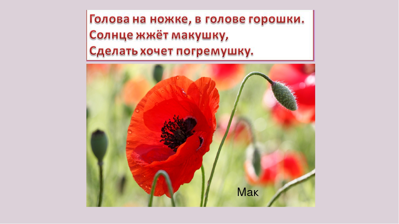 Презентация " Загадки о цветах"