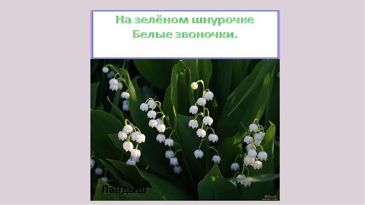 Презентация " Загадки о цветах"