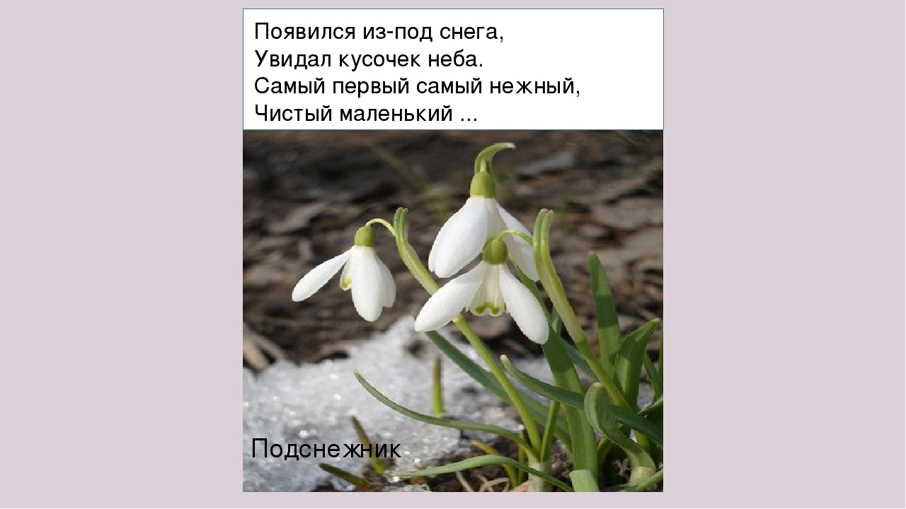 Отгадай загадку первым вылез из землицы. Появился из под снега увидал кусочек неба. Загадка про Подснежник. Загадка появился из под снега увидал кусочек неба. Появился из-под снега тянется к кусочку неба.