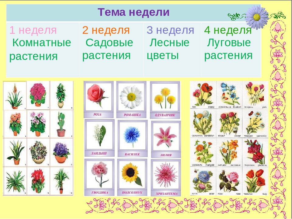 Презентация по экологии " Цветочный калейдоскоп"