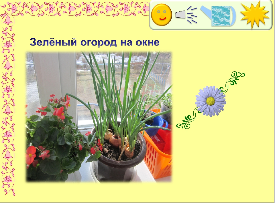 Презентация по экологии " Цветочный калейдоскоп"