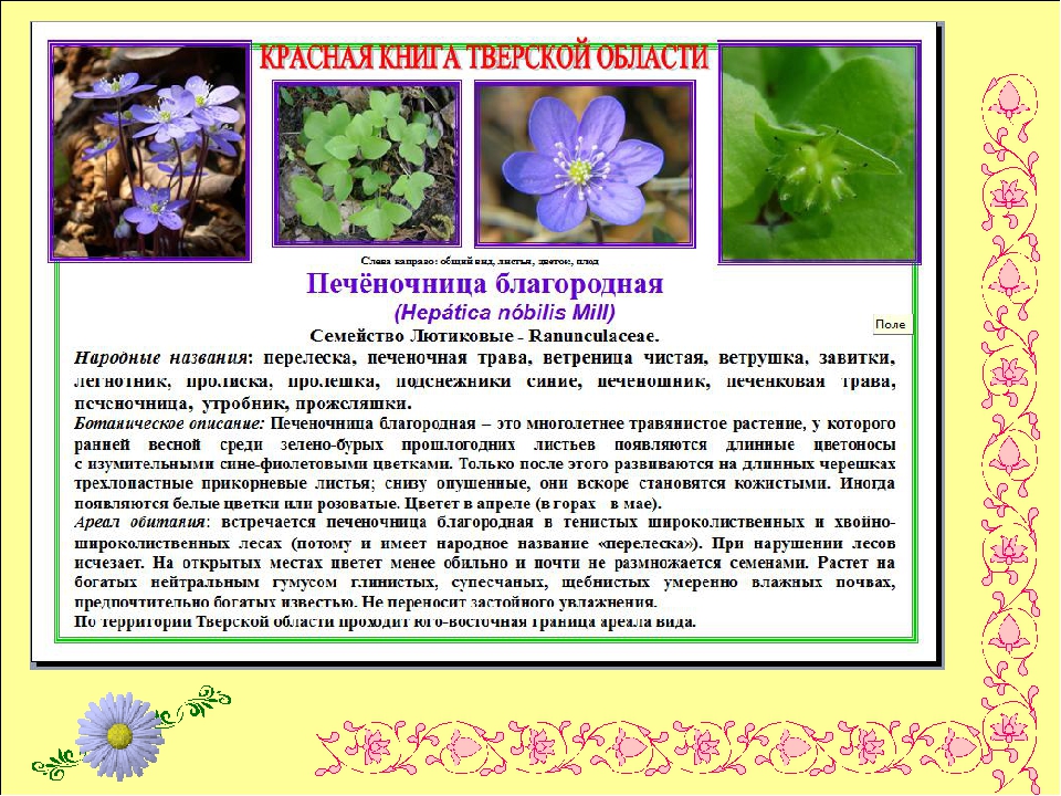 Презентация по экологии " Цветочный калейдоскоп"