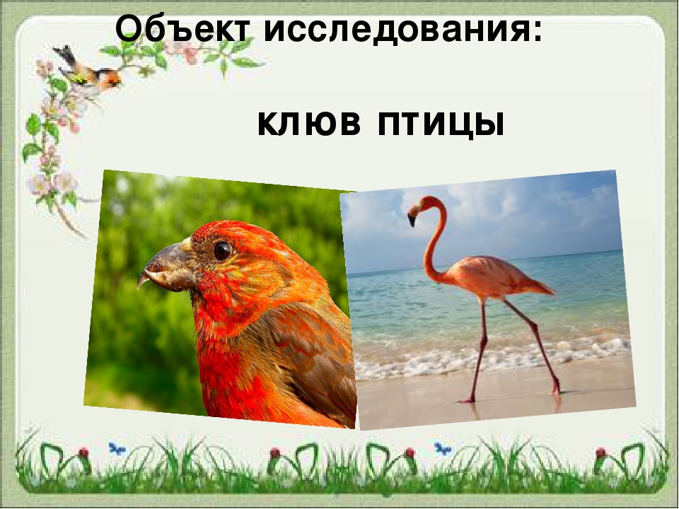 Презентация для чего птицам клюв?