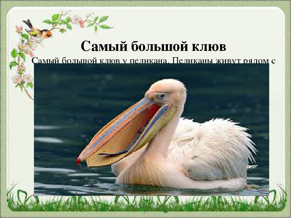 Презентация для чего птицам клюв?
