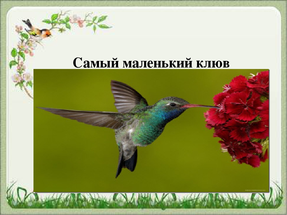 Презентация для чего птицам клюв?