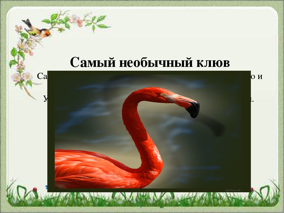 Презентация для чего птицам клюв?