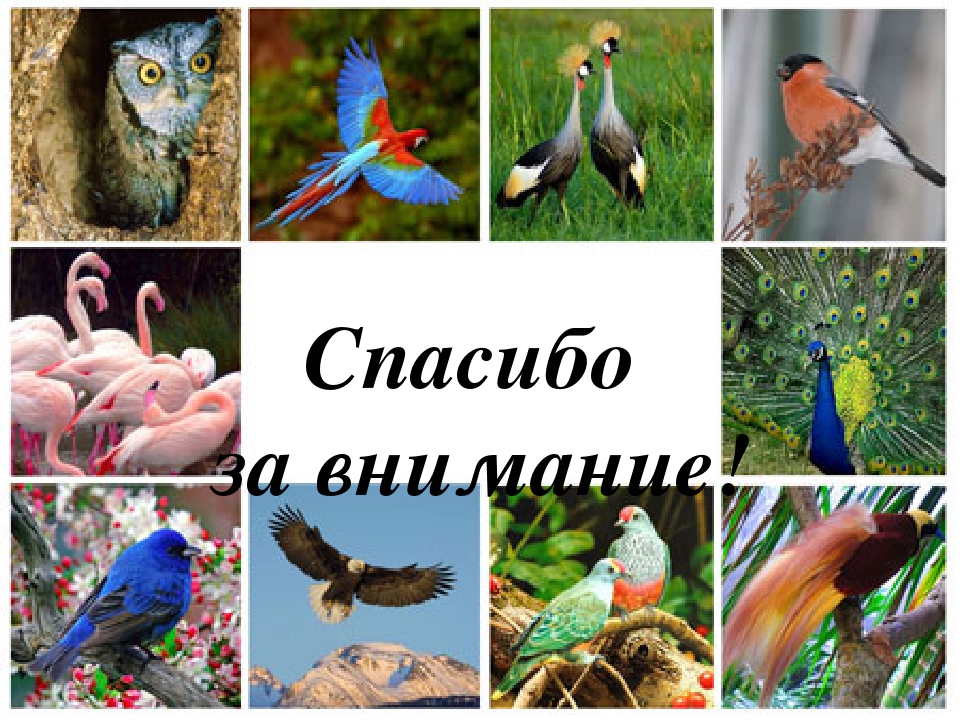 Презентация для чего птицам клюв?