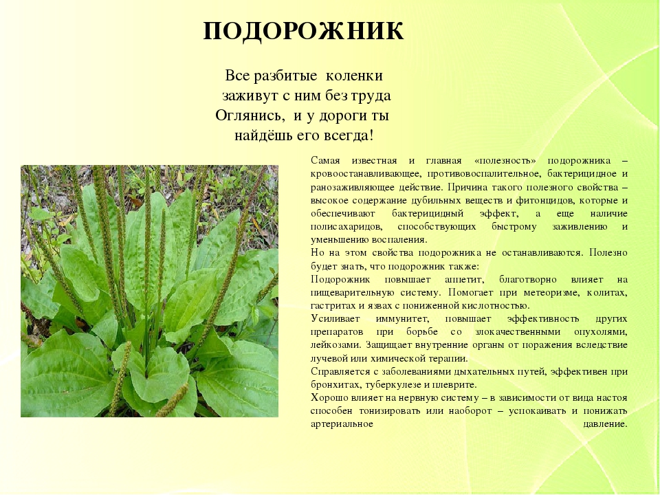 Презентация "Зеленая аптека. Лекарственные растения нашего края" для детей старшего дошкольного возраста.