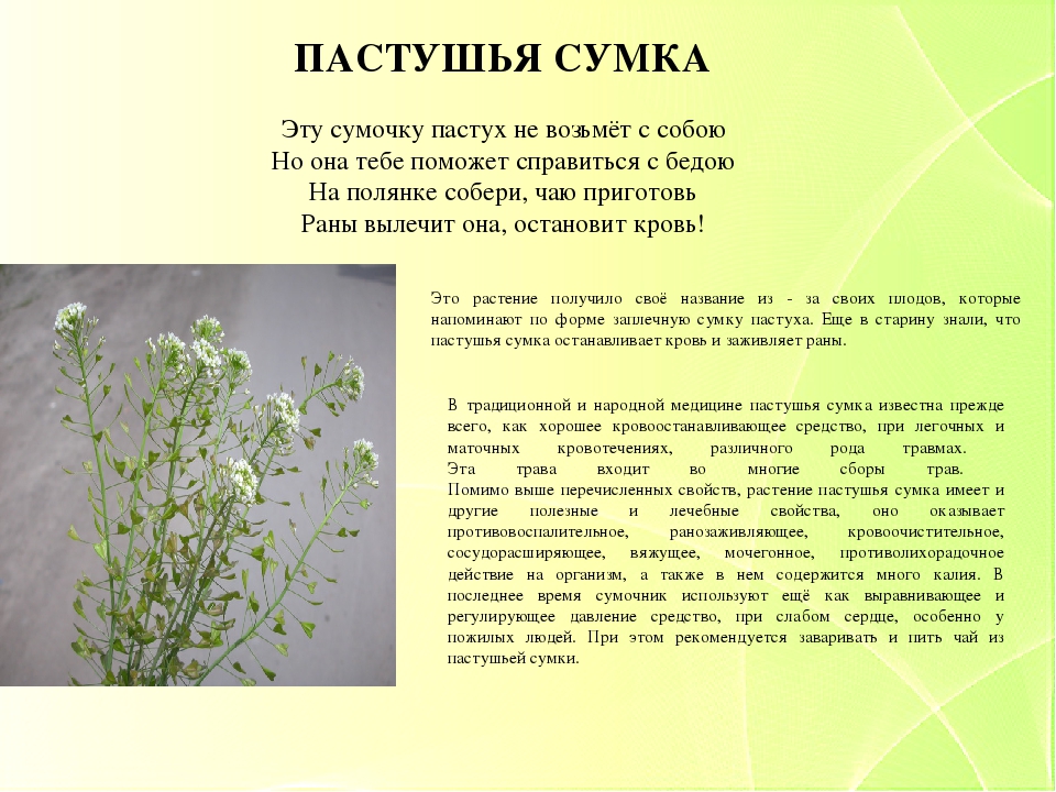 Презентация "Зеленая аптека. Лекарственные растения нашего края" для детей старшего дошкольного возраста.