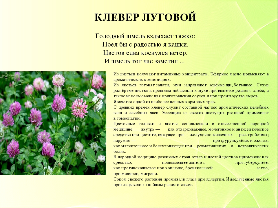 Презентация "Зеленая аптека. Лекарственные растения нашего края" для детей старшего дошкольного возраста.