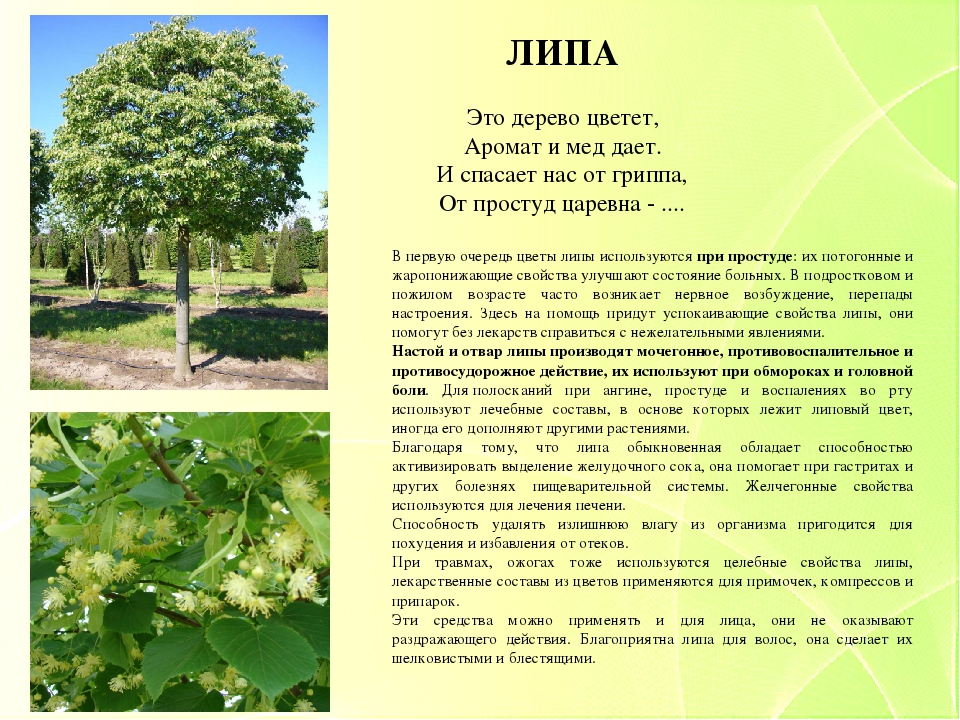 Презентация "Зеленая аптека. Лекарственные растения нашего края" для детей старшего дошкольного возраста.