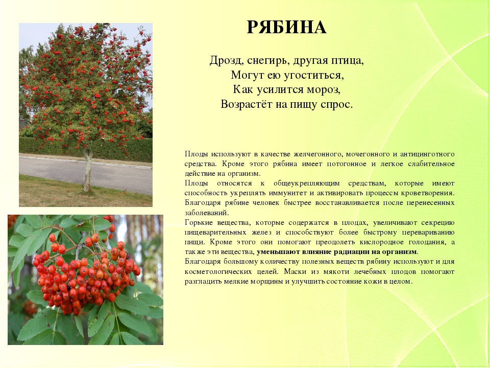 Презентация "Зеленая аптека. Лекарственные растения нашего края" для детей старшего дошкольного возраста.