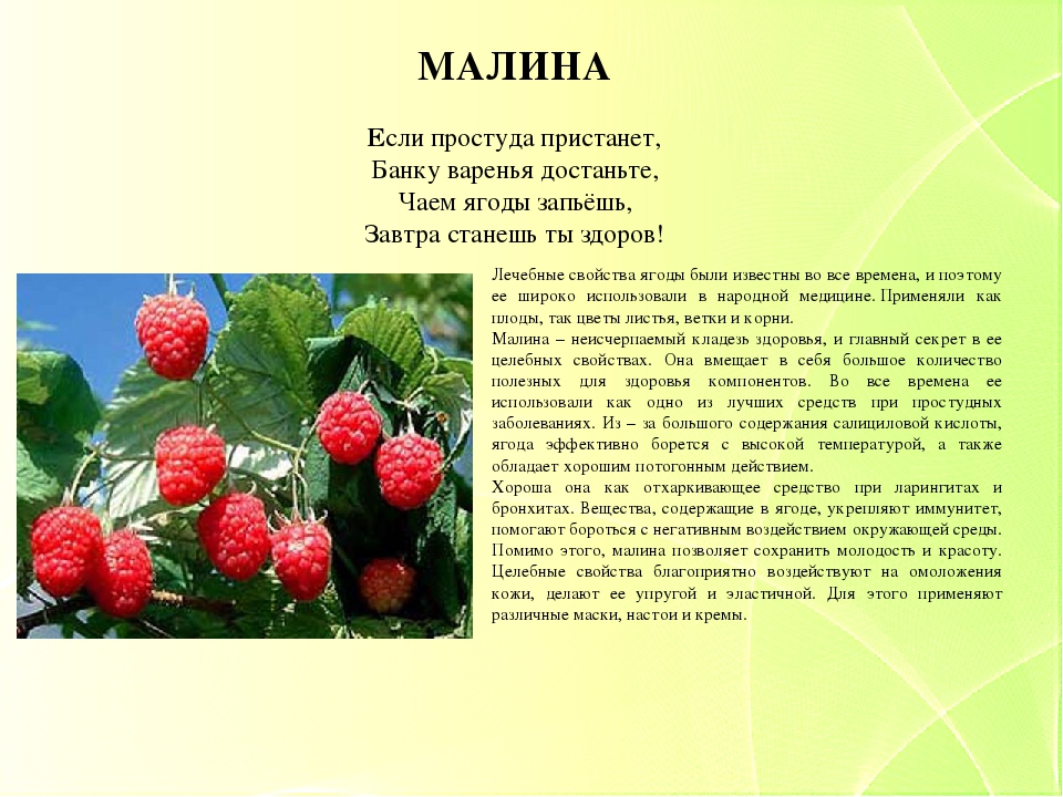 Презентация "Зеленая аптека. Лекарственные растения нашего края" для детей старшего дошкольного возраста.