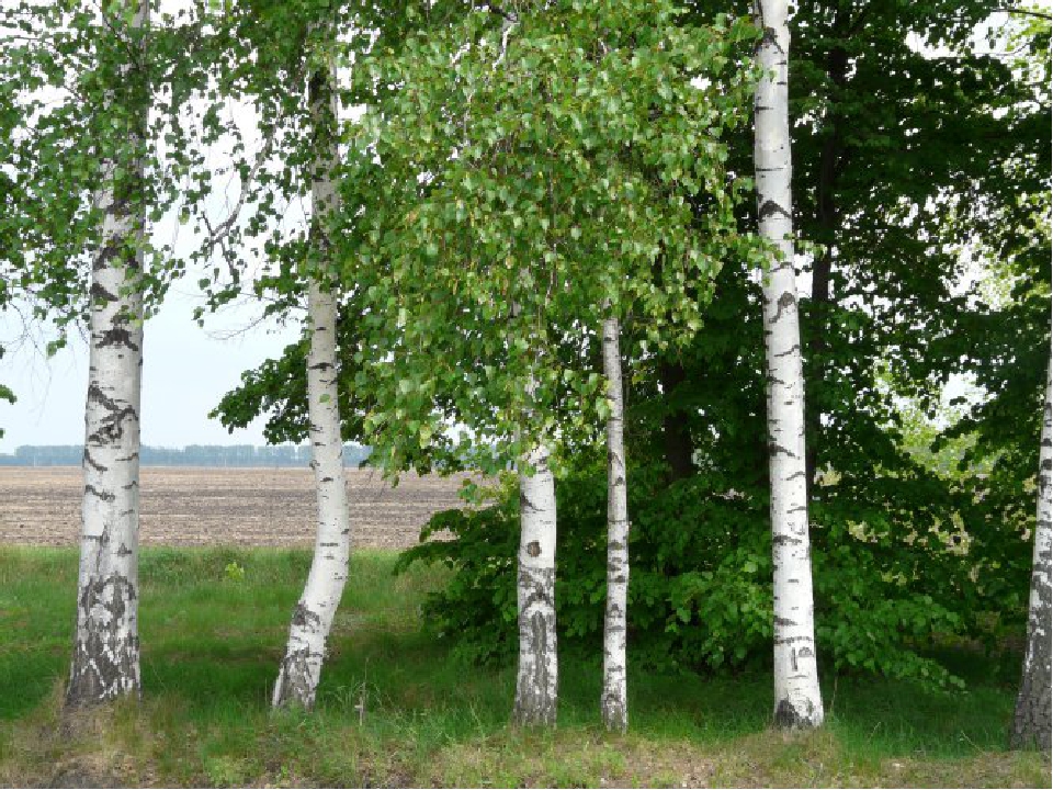Презентация к занятию "Чудеса в сундучке"