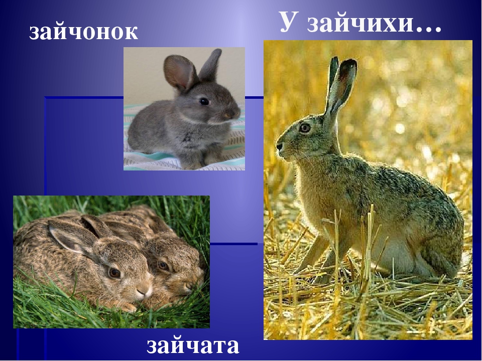 Презентация окружающий мир"Дикие животные "