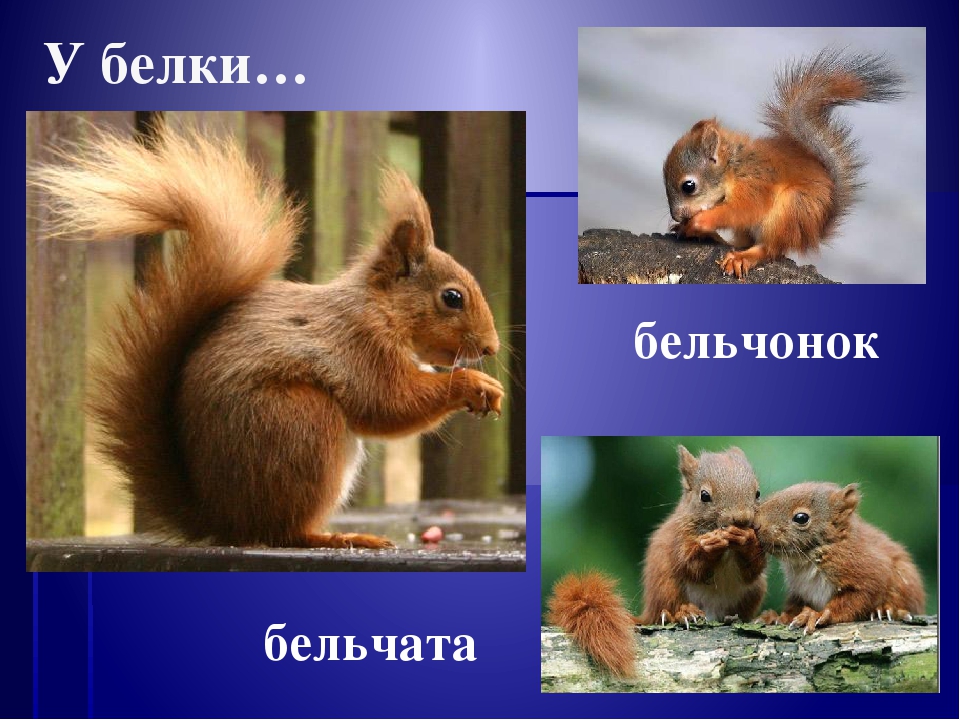 Презентация окружающий мир"Дикие животные "