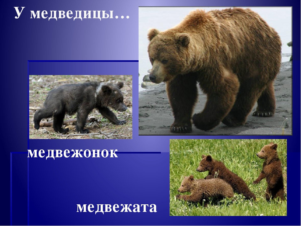 Презентация окружающий мир"Дикие животные "