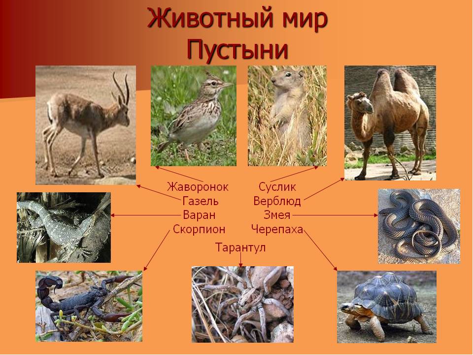 Мастер-класс «Использование игровых макетов в экологическом воспитании детей»