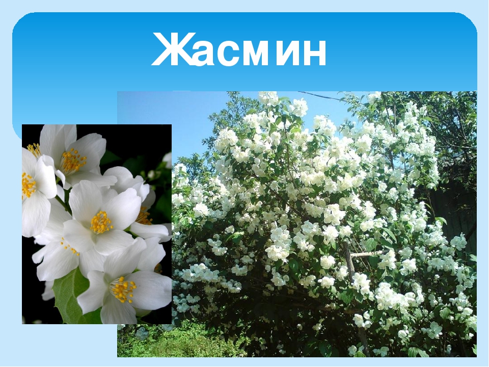 Презентация на тему "Лето"