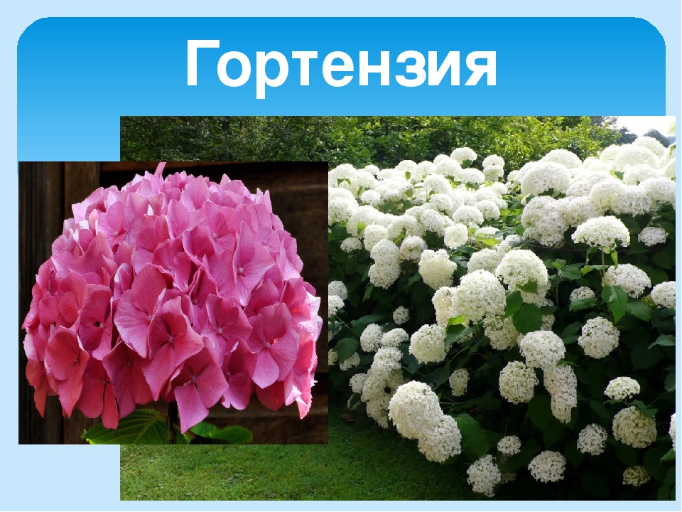 Презентация на тему "Лето"