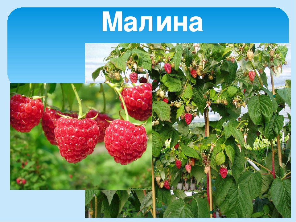 Презентация на тему "Лето"