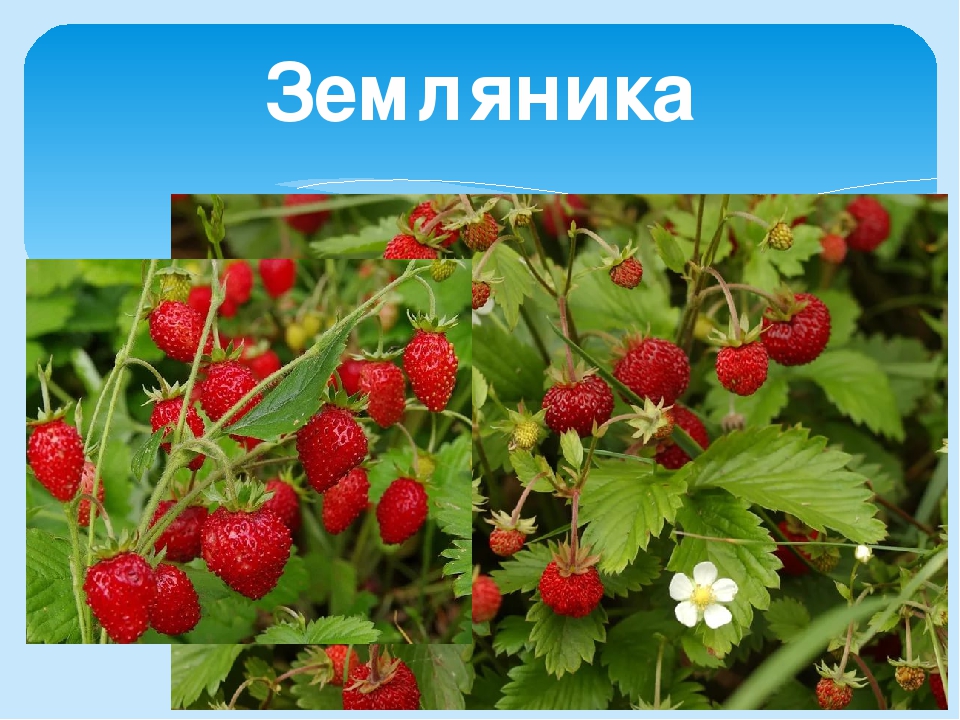 Презентация на тему "Лето"