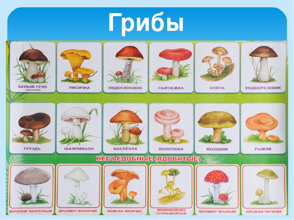 Презентация на тему "Лето"