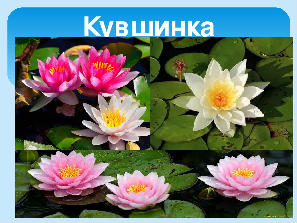 Презентация на тему "Лето"